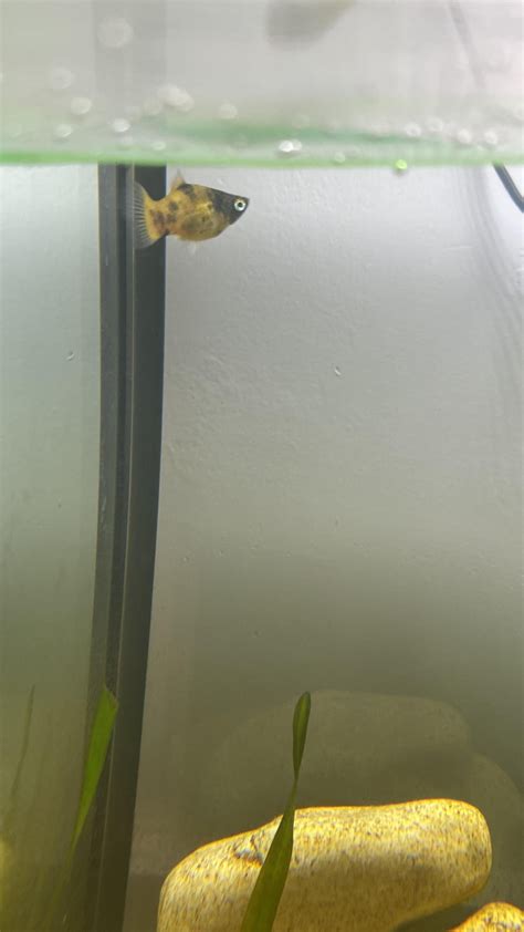 What type of fish is this? : r/Fish