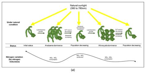 Comparison of Bacterial Assemblages Associated with Harmful ...