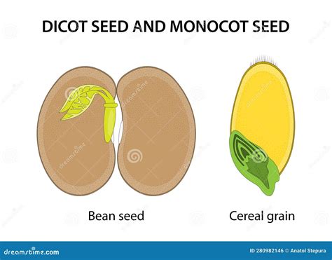 Dicot Seed and Monocot Seed: Similarities and Differences. Stock Vector ...