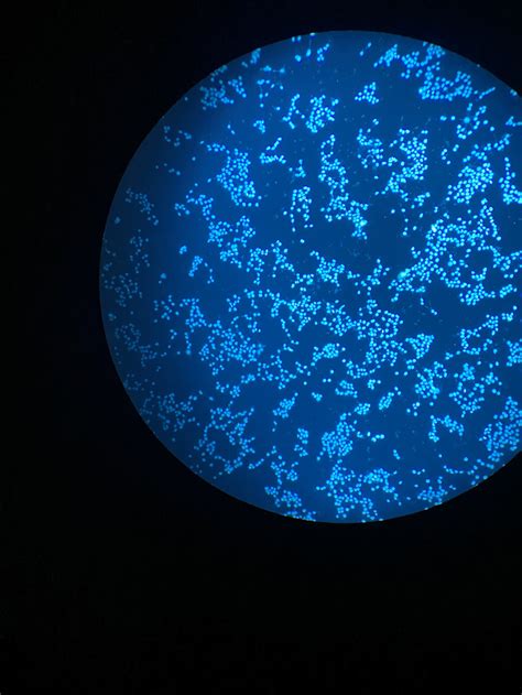 Image result for DAPI Staining 101