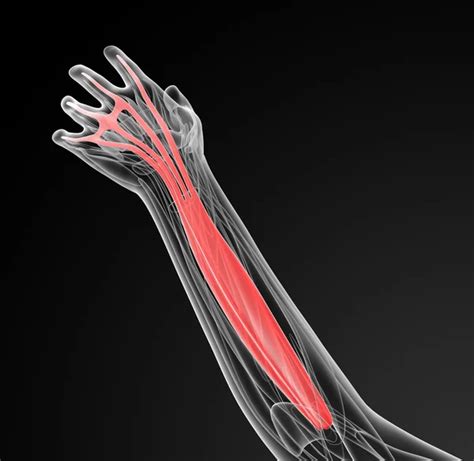 Image result for Extensor Digitorum Communis