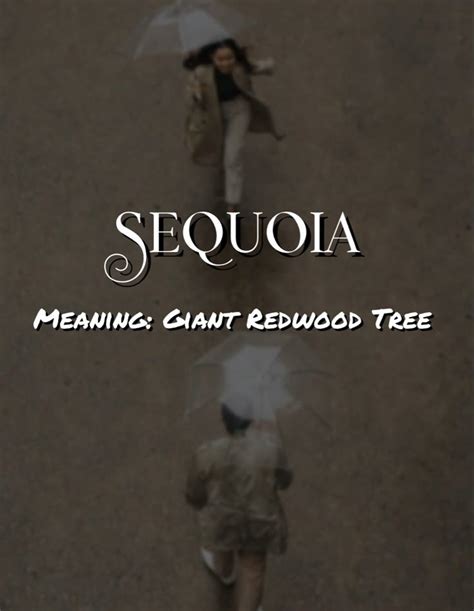 Sequoia Meaning And Pronunciation at Emma Spyer blog