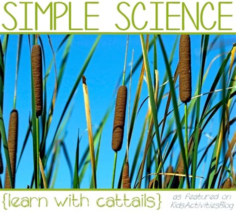 Science Activity 的图像结果