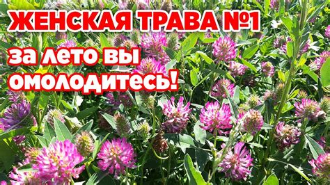 Клевер красный полезен как женьшень