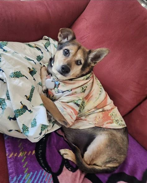 My 13 year old Capri wants to say hello. 👋 : r/seniordogs