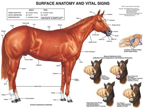Buy Equine Surface Anatomy Chart Horse Online | Ubuy India