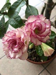 WILLVINE KGF -364 Rare White Pink Desert Rose Seeds Seed Price in India ...