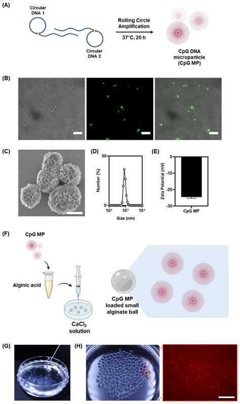Injectable Micro-Hydrogel for DNA Delivery: A Promising Therapeutic ...