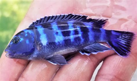 Demosoni Cichlid | FRESHWATERAQUATICA