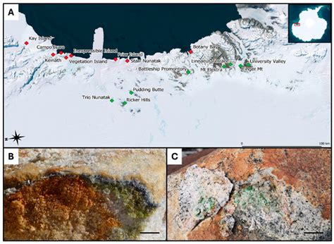 Abundance and Diversity of Endolithic Fungal Assemblages in Granite and ...