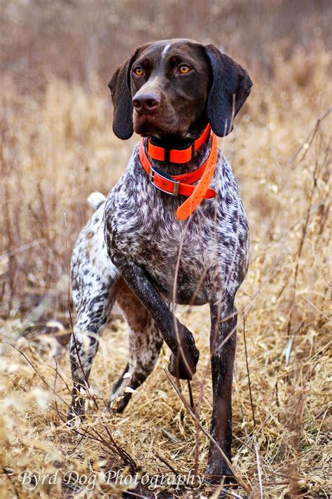 German Shorthaired Pointer Hunting Dogs