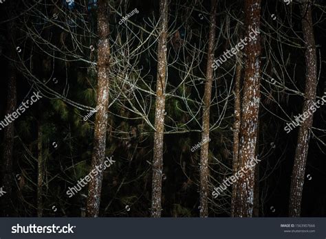 Image result for Dramatic Tree Images