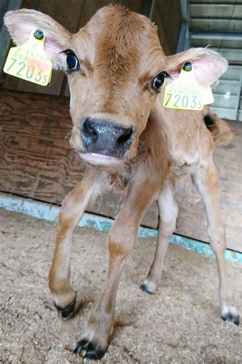 阿蘇ミルク牧場（あそみるくぼくじょう） - 2018牛の赤ちゃんが産まれました♪