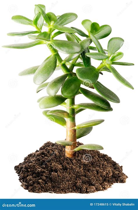 Tree Like Succulent Plants - Best Succulent Ideas