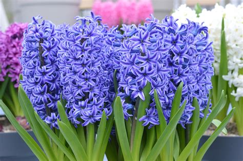 How To Care For Hyacinth Indoors? - DutchGrown | DutchGrown™