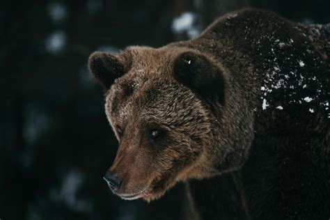 Protecting Grizzly Bear Habitat for Bears and Ecosystems