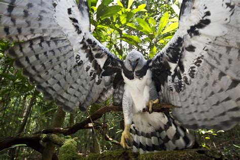 Harpy Eagle Harpy Eagle Endangered Animals Rainforest