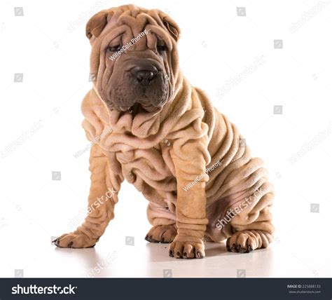 Wrinkled Face Dog