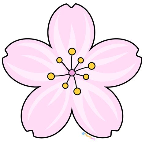 Cherry Blossom - History, Significance, and Beauty | All You Need to Know