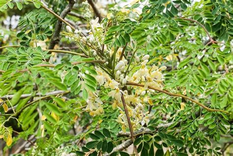 M-Tech Gardens Rare Hybrid Drumstick Moringa " Rohit 1" Exotic 20 ...