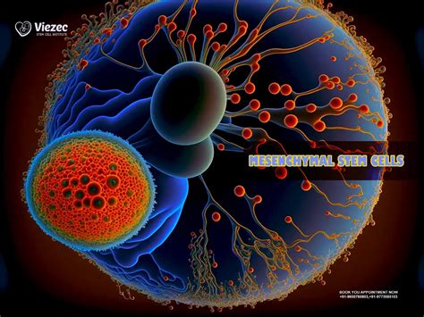 Mesenchymal Stem Cells: A Comprehensive Exploration