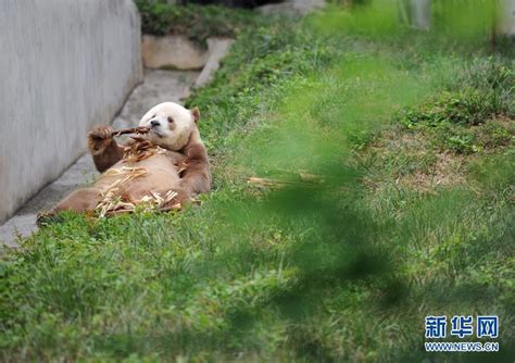视频 | 大熊猫晒太阳被喜鹊“薅熊毛”-大河新闻