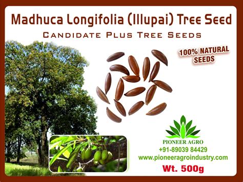 Bokashi Bran Madhuca Longifolia seeds (Illupai) Seeds 500G : Amazon.in ...