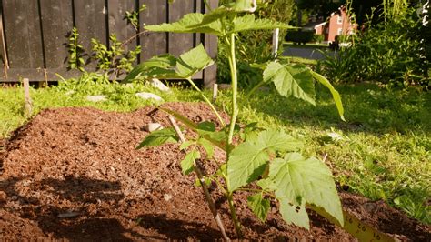Raspberry Soil Tips: From pH Testing to Compost - Randy Lemmon