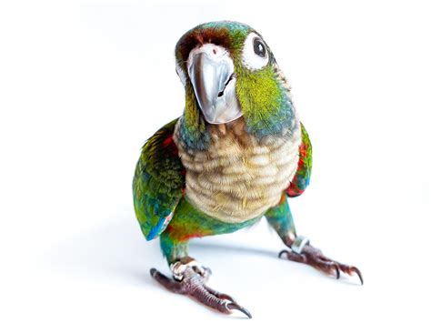 Premium Photo | Crimson bellied conure parrot in the white background