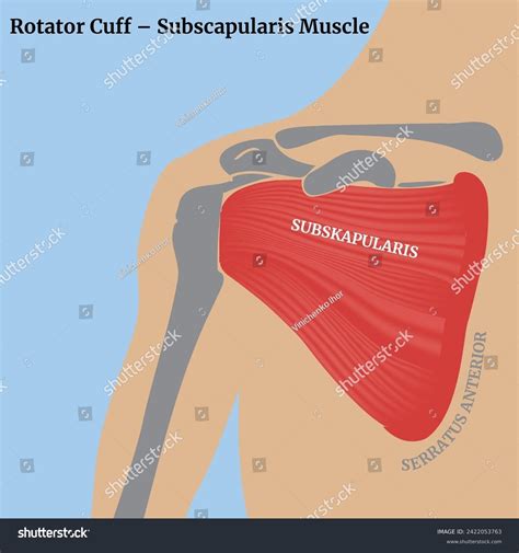 Image result for Subscapularis Muscle Function