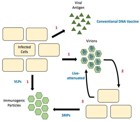 Understanding Flavivirus Capsid Protein Functions: The Tip of the Iceberg