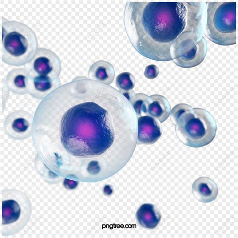 Cell Structure PNG 的图像结果