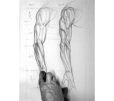 How To Draw Muscular Arm - Williams Milved1980