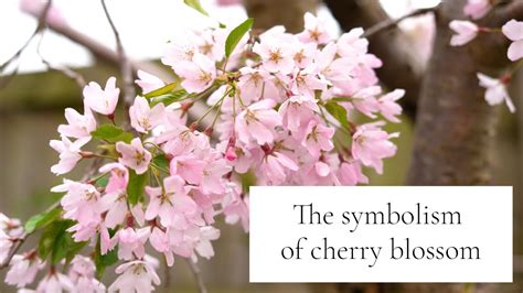 Cherry Blossom Tree Symbolism at Jean Partain blog