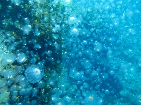 Researchers find instance of jellyfish benefitting top predators in an ocean ecosystem