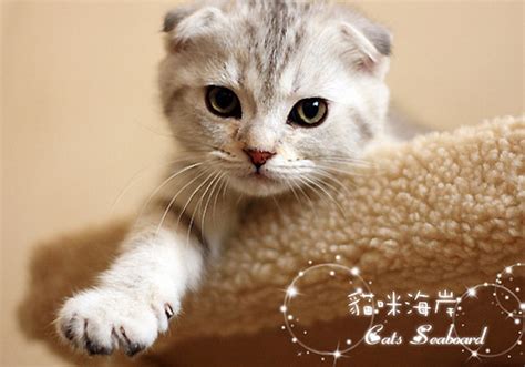 【给猫猫起名字】如何给猫猫起名字，猫猫名字介绍_PClady百科_太平洋时尚网