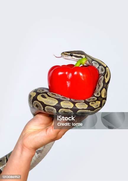 Image result for Python Wrapping Itself around Prey