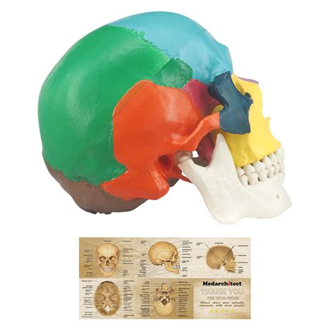 Buy Human Colored Skull Model, Life Size 3-Part Anatomical Model with Colorful Human Skull Chart ...