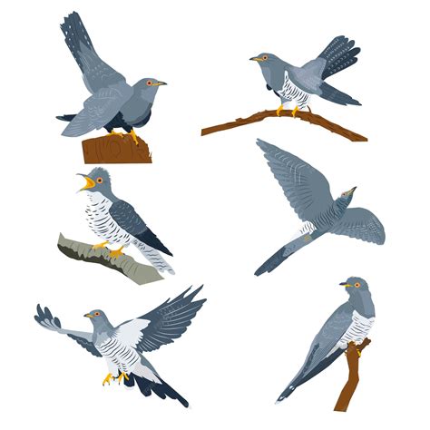 Set of vector images of cuckoos in different poses | Premium Vector