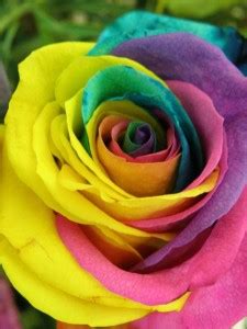 SAVE GREEN Rose Plant Price in India - Buy SAVE GREEN Rose Plant online ...