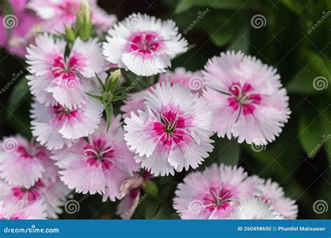 Bright Sweet William Flowers Dianthus Barbatus Flowering in a Garden ...