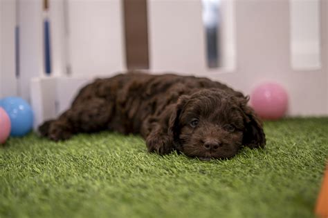 Image result for Cockapoo Breed