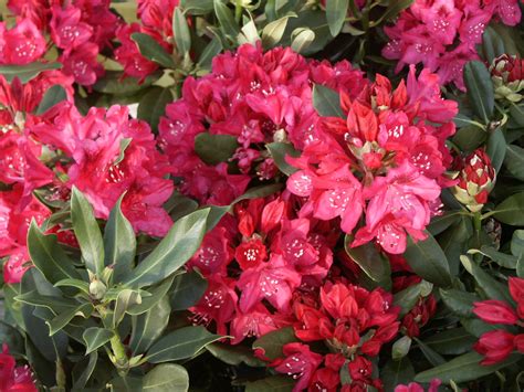 Rhododendron Nova Zembla - Pépinière Locas