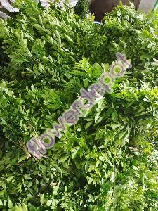 Fresh Roses,Fresh Cut Roses,Fresh Red Roses Suppliers Karnataka