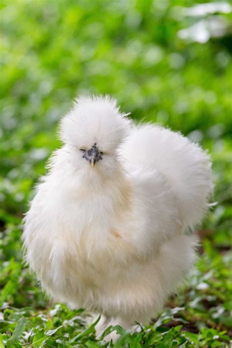 Fluffy Chicken Breeds