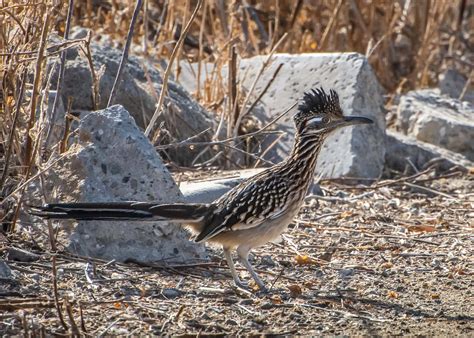 Species Spotlight: The Greater Roadrunner | World Birds