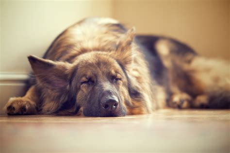 German Shepherd Caught Enjoying Nap So Much He Missed 'Hoomans' Coming ...