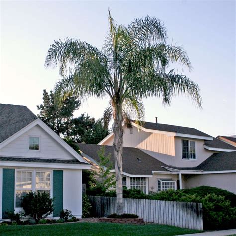 Queen Palm Tree | Plants Express