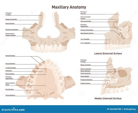 What Are The Two Maxillary Bones at Imogen Andrade blog