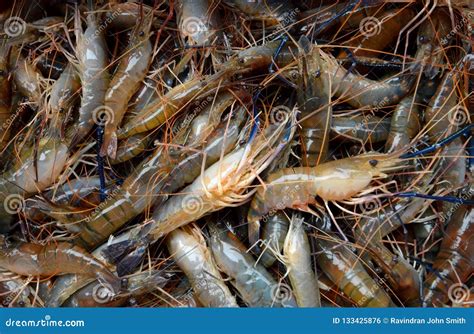 Fresh Prawn stock photo. Image of name, crustaceans - 133425876